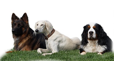 Drei Hunde verschiedener Farben liegen nebeneinander auf Gras