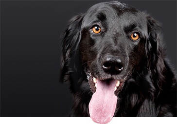 Schwarzer Labrador mit heraushängender Zunge vor dunklem Hintergrund