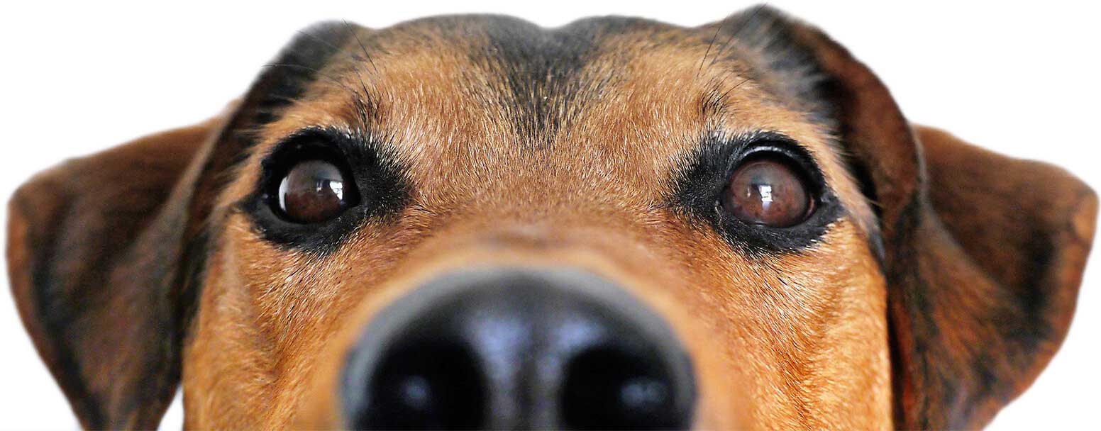 Braun-schwarzer Hund schaut direkt in Kamera, extreme Nahaufnahme Gesicht