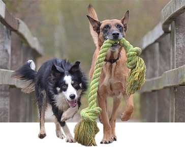 Zwei Hunde mit grünem Seilspielzeug auf grünem Rasen