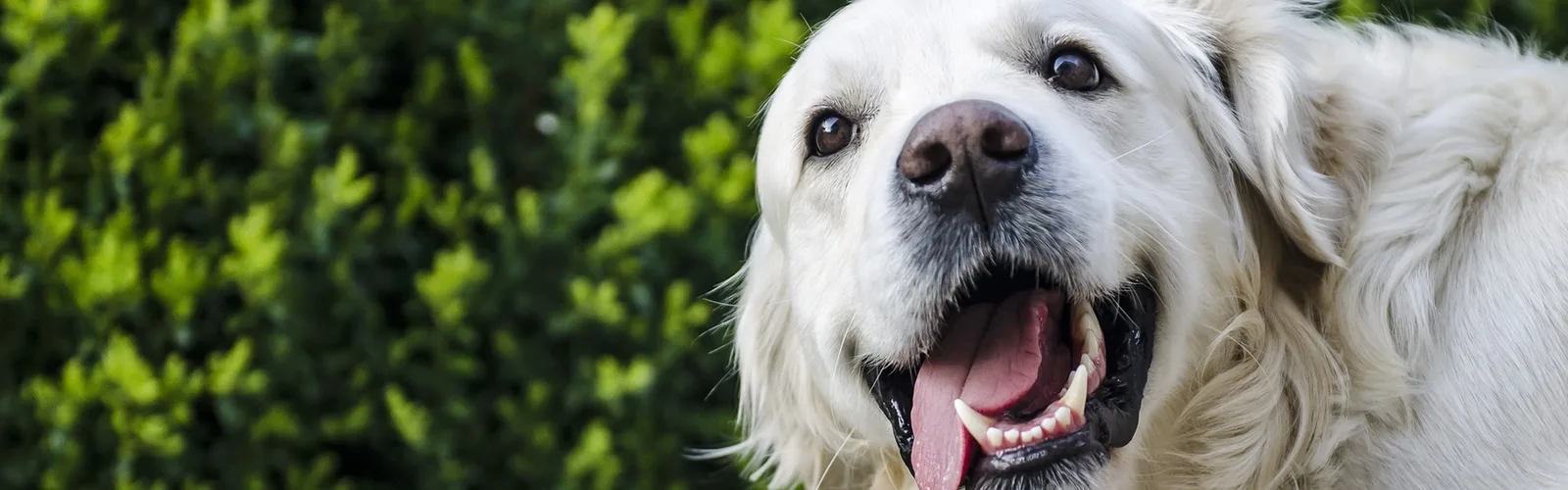 Weißer Golden Retriever mit offenem Maul und heraushängender Zunge vor grünem Buschwerk