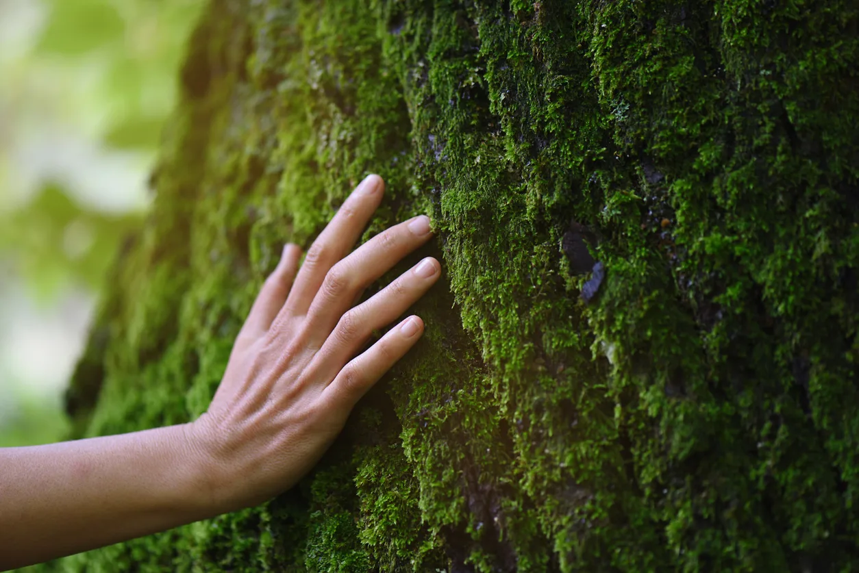 Hand auf moosbedecktem Baumstamm, Verbindung zur Natur und Heilung