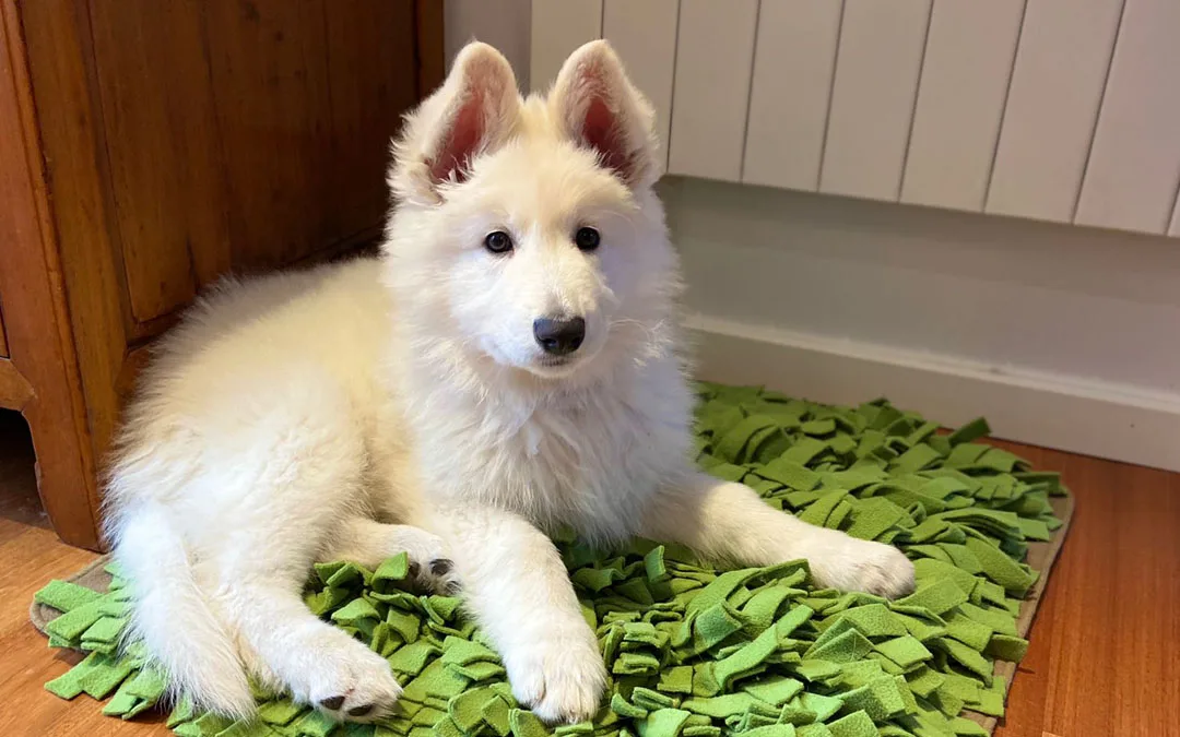Weißer Schweizer Schäferhund Yuki auf grüner Schnüffelmatte im Wohnzimmer