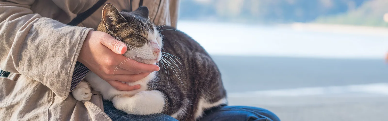 Werde ein Leuchtturm für dein Tier – Heilmeditationen als Audio 8 Person hält gestromte Katze mit weißer Brust am Meer