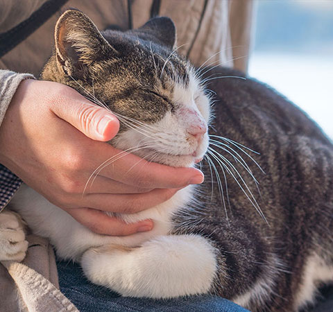 Werde ein Leuchtturm für dein Tier – Heilmeditationen als Audio 6 Person hält gestromte Katze mit weißer Brust am Meer – Mobilversion