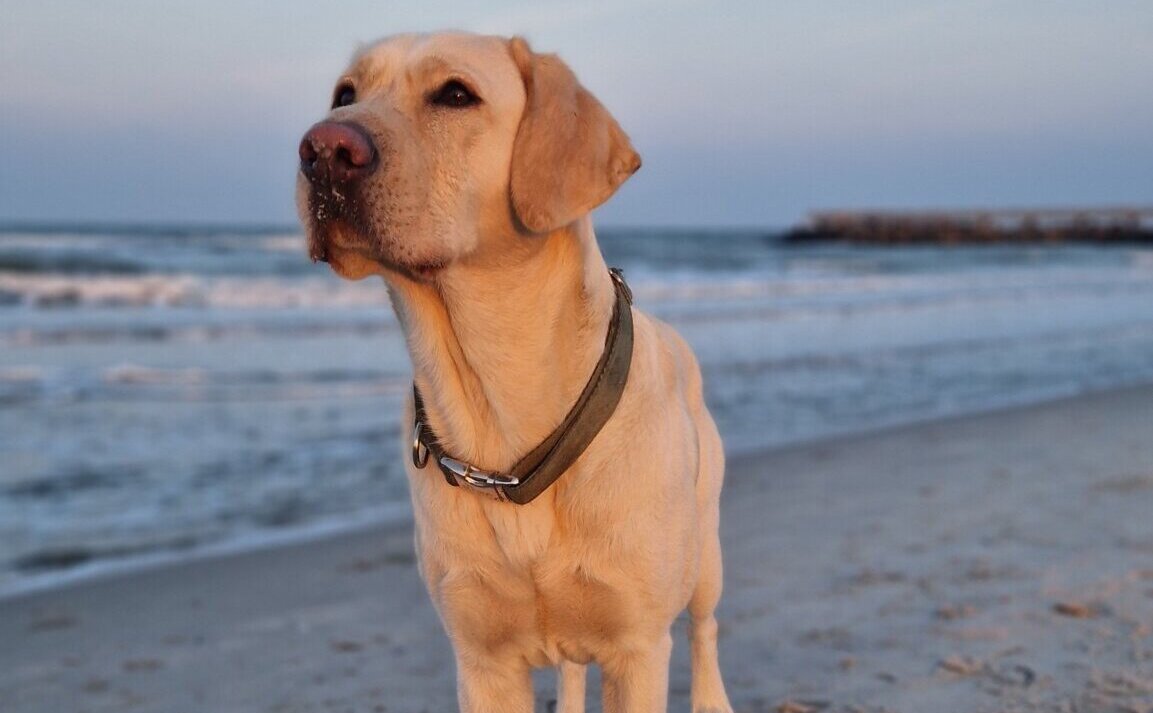 Werde ein Leuchtturm für dein Tier – Heilmeditationen als Audio 1 Labrador Retriever am Strand bei Sonnenuntergang mit Blick auf das Meer