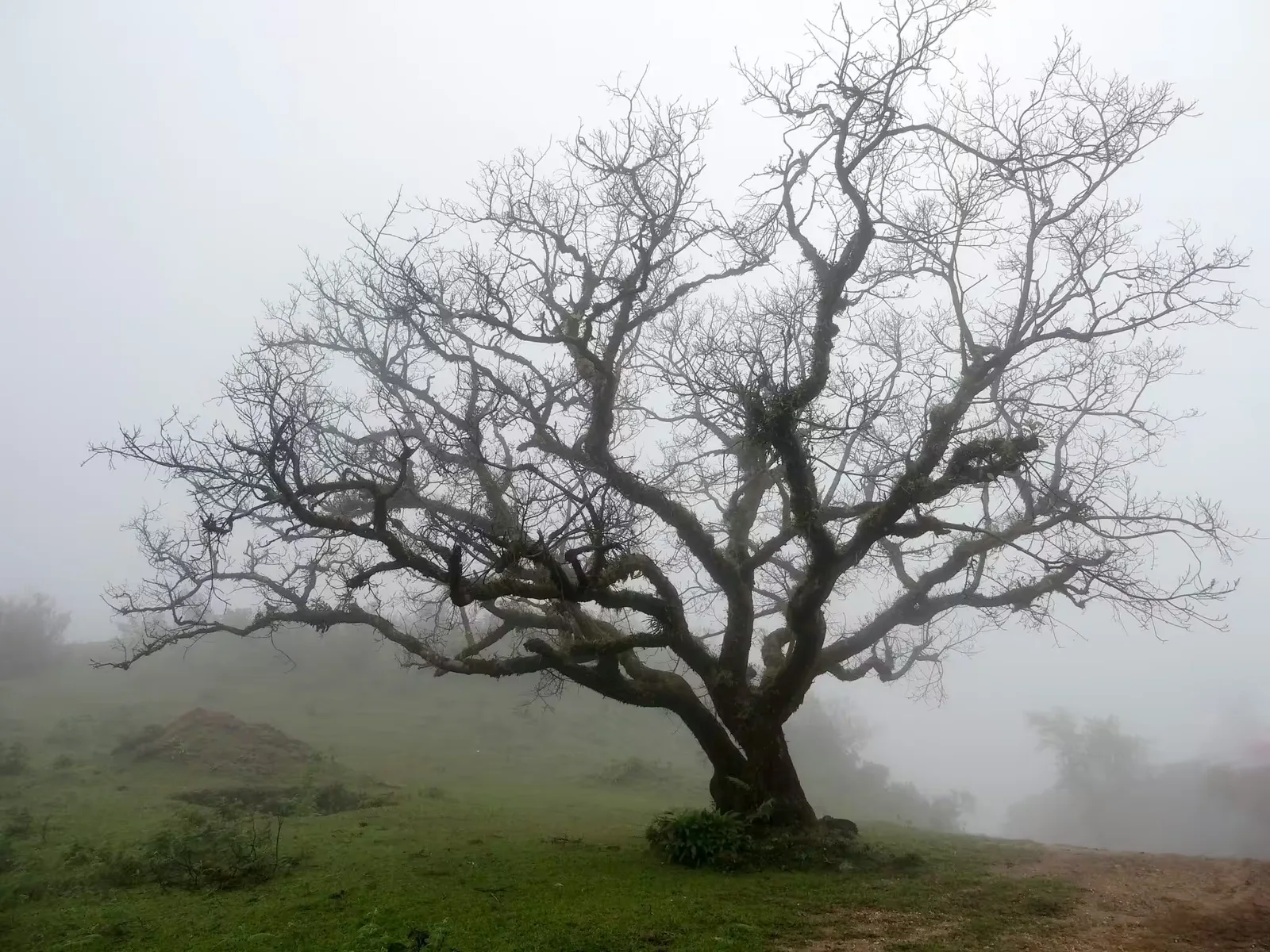 Kahler Baum im Nebel auf grüner Wiese, Winterlandschaft