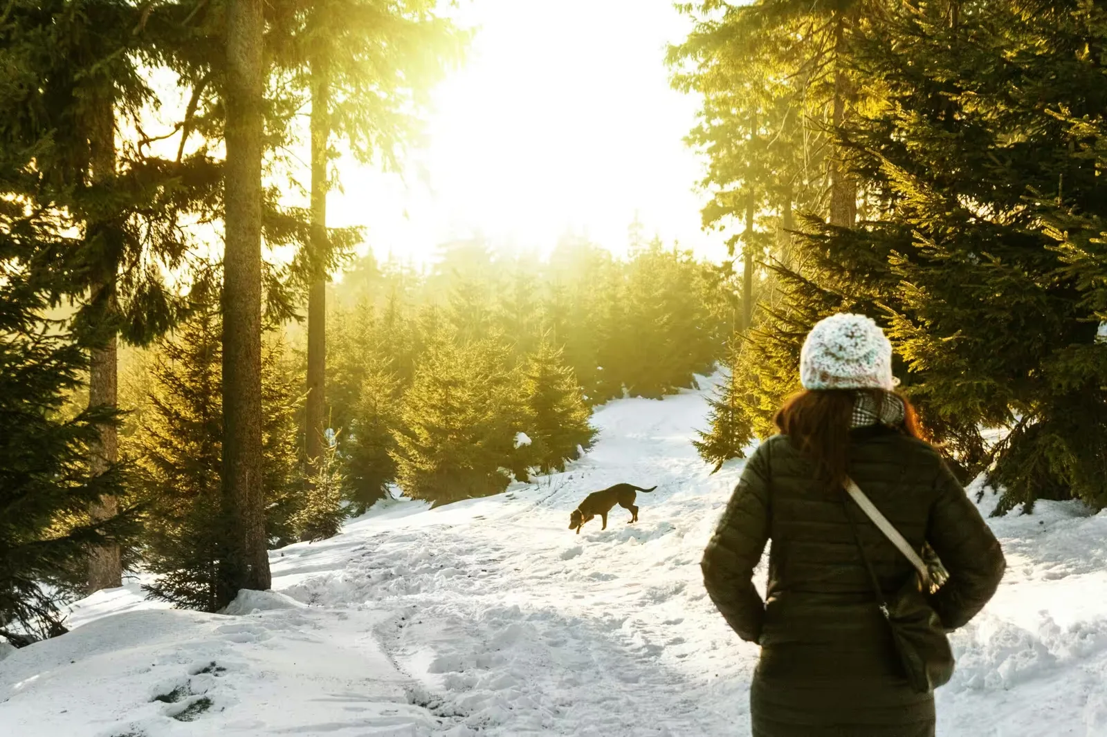 Person mit Hund beim Spaziergang im Schnee zwischen Tannen, Winter