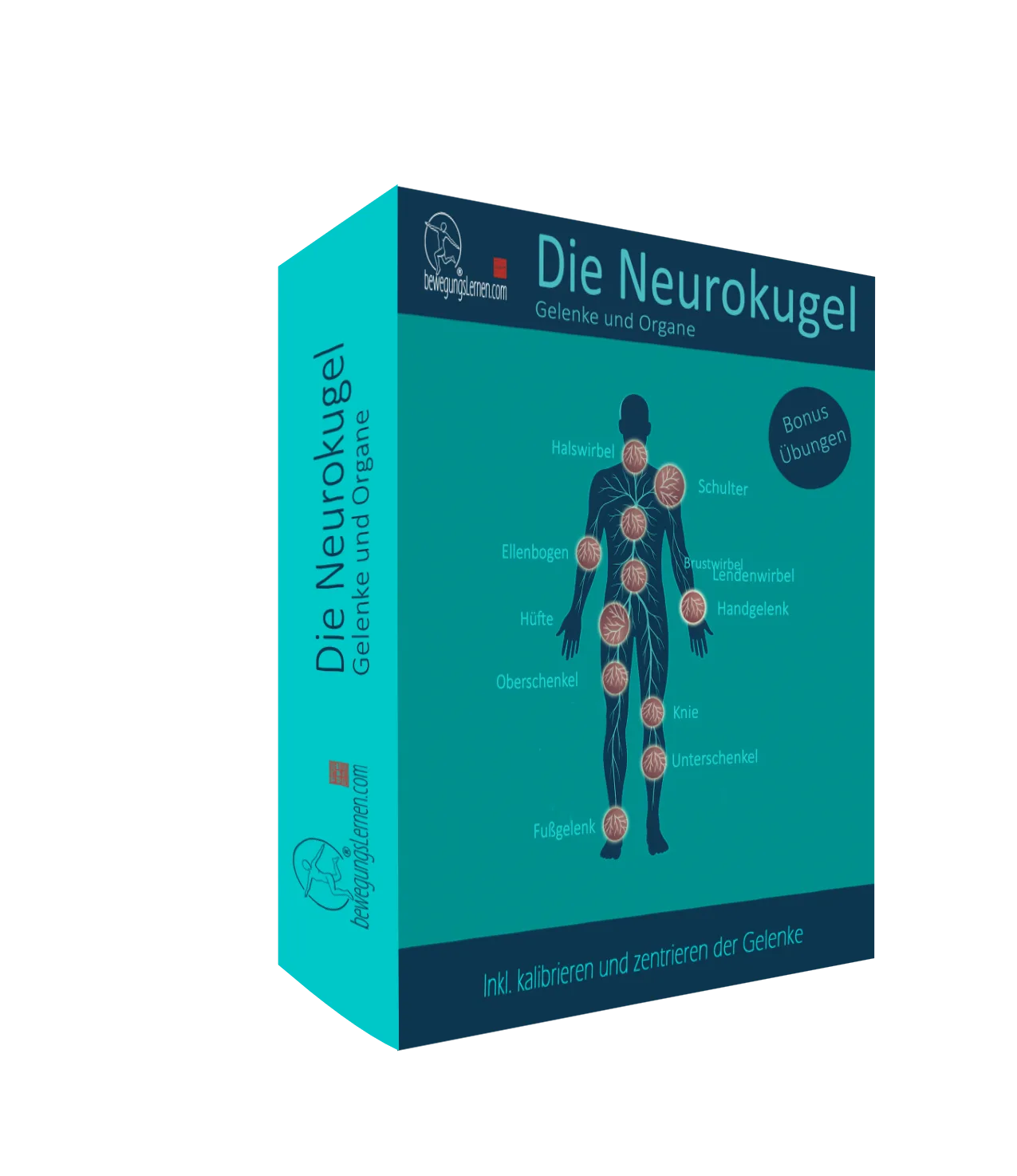 Zwerchfellintegration am Pferd – Videokurs zur Atemkörperarbeit 4 Produktbox Die Neurokugel – Gelenke und Organe von BewegungsLernen.com mit anatomischer Illustration