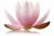 Yoga Faszientraining Onlinekurs von Katharina Brinkmann