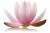 Yoga Faszientraining Onlinekurs von Katharina Brinkmann