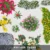 Blumen in Draufsicht für Photoshop – PNG-Grafikpaket