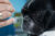 Das alte Tier in der TCVM – Seminar zur Veterinärakupunktur