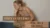 Freya’s Studio – Yoga- und Stretching-Videokurse von Freya bewegen