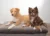 Gewalt ist keine Lösung – Videokurs Hundetraining
