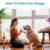 How To Train Your Puppy – E-Book zur Welpenerziehung