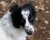 Hunde aus dem Süden – Videokurs zur Tierschutzadoption