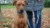 Leinenführigkeit – Hundetraining-Videokurs von Désirée Scheller