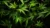 Mitwirkungskonzept für Cannabis Social Clubs – Vorlage als E-Book
