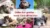 Oldies but goldies – Webinar zu alternden Haustieren von Petra Schwarz