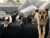 Silvester- und Geräuschangst – Videokurs für Hundehalter