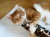 Spiel und Beschäftigung für Katzen – Videokurs für Stubentiger